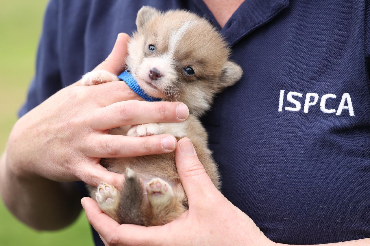 Ispca puppies 2024